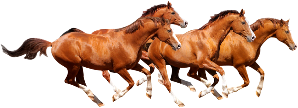 Running Horse PNG HD Isolated