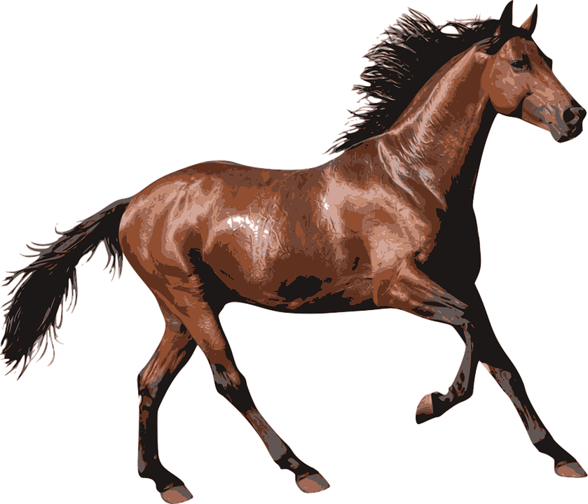 Running Horse PNG Image