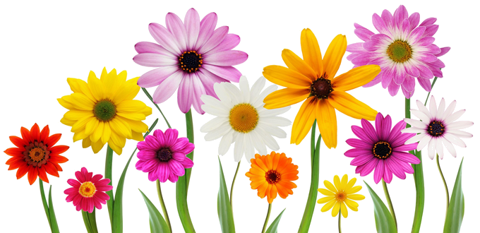 Spring PNG Isolated File