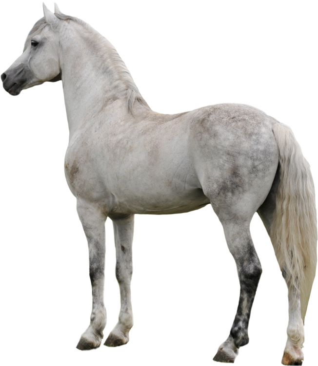 White Horse PNG File
