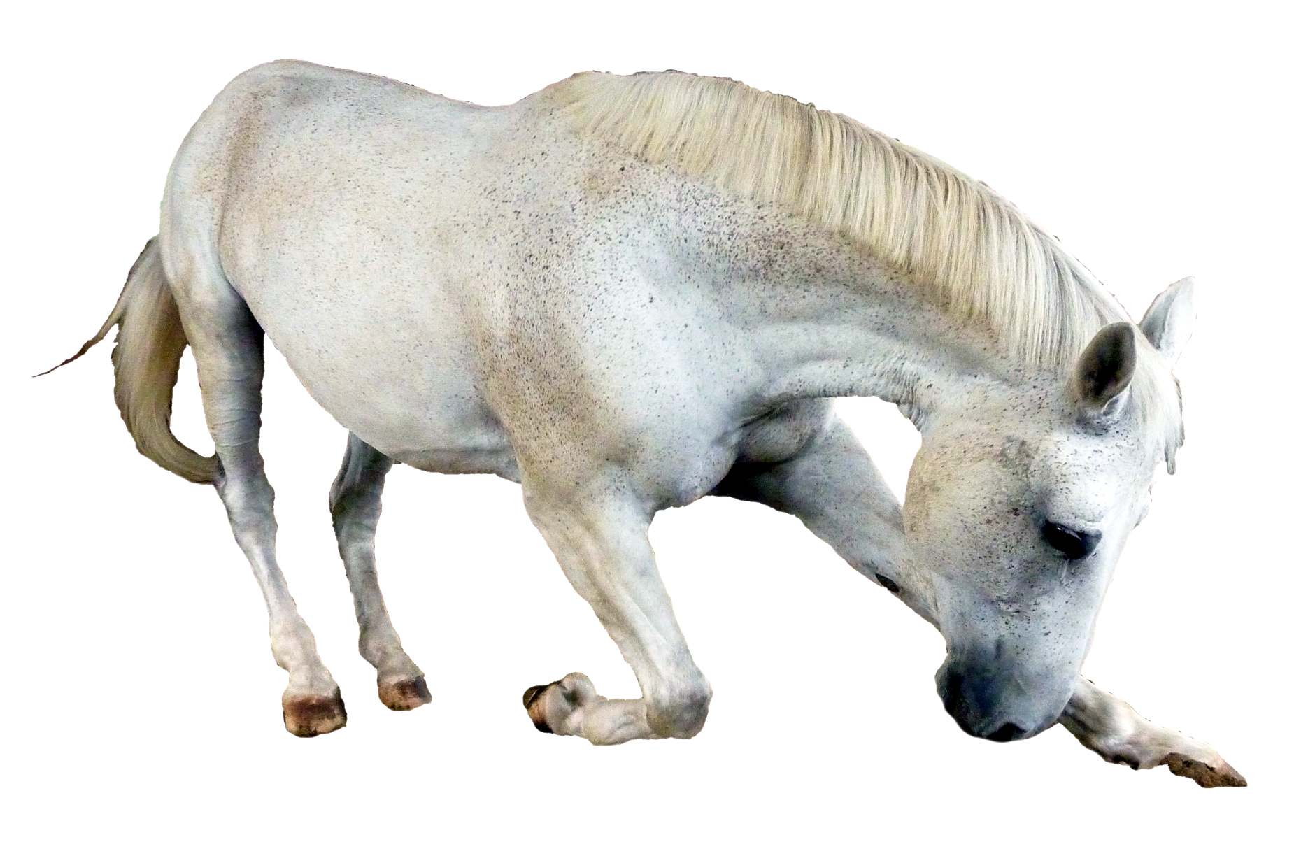 Imagem de PNG de cavalo branco