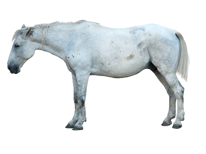 White Horse PNG Photo