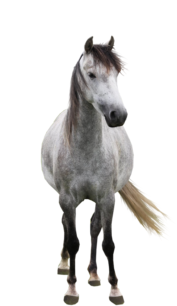 Белая лошадь PNG