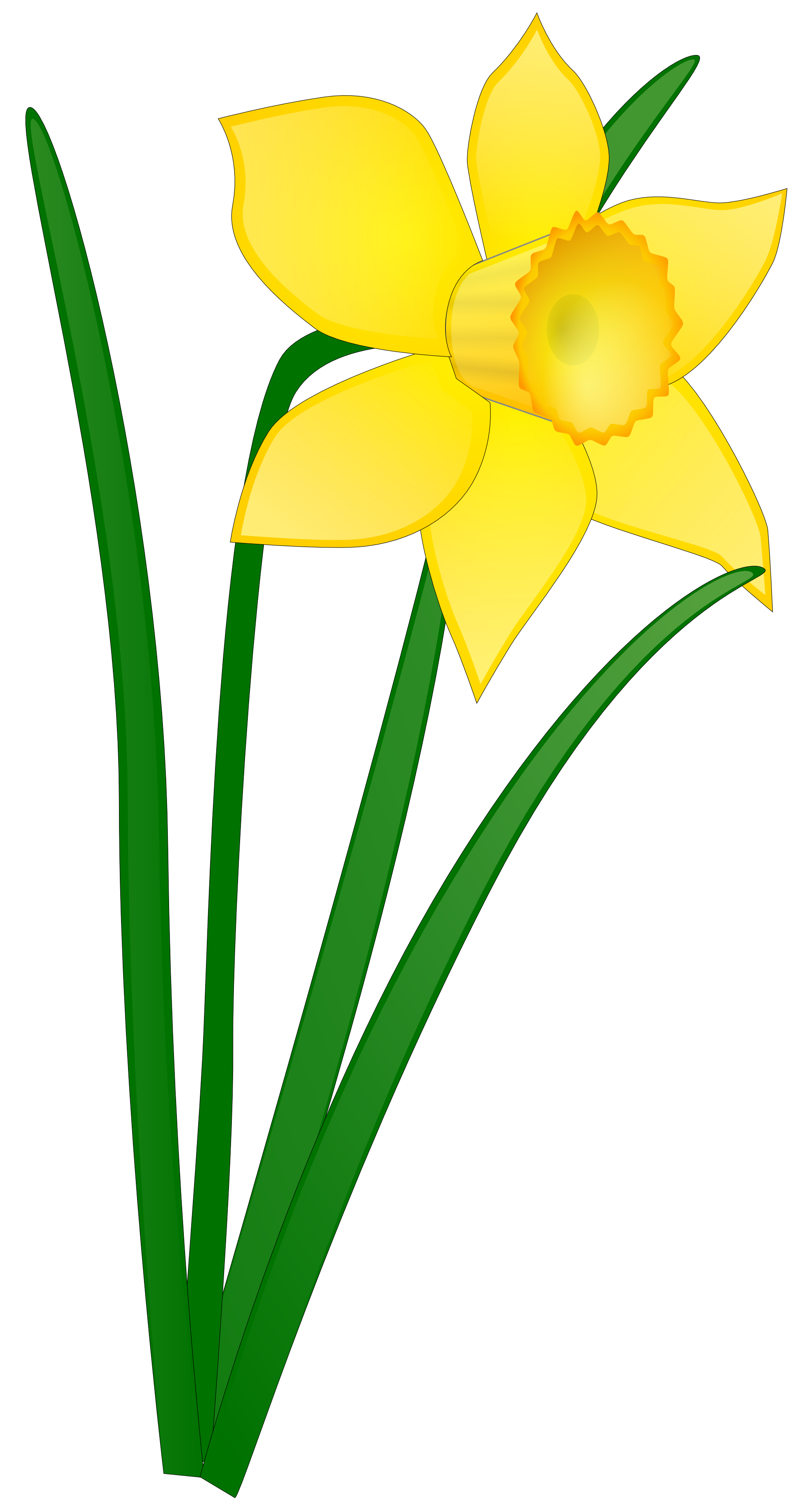 Yellow Narciso PNG Background Image