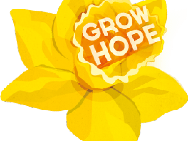 Yellow Narciso PNG File
