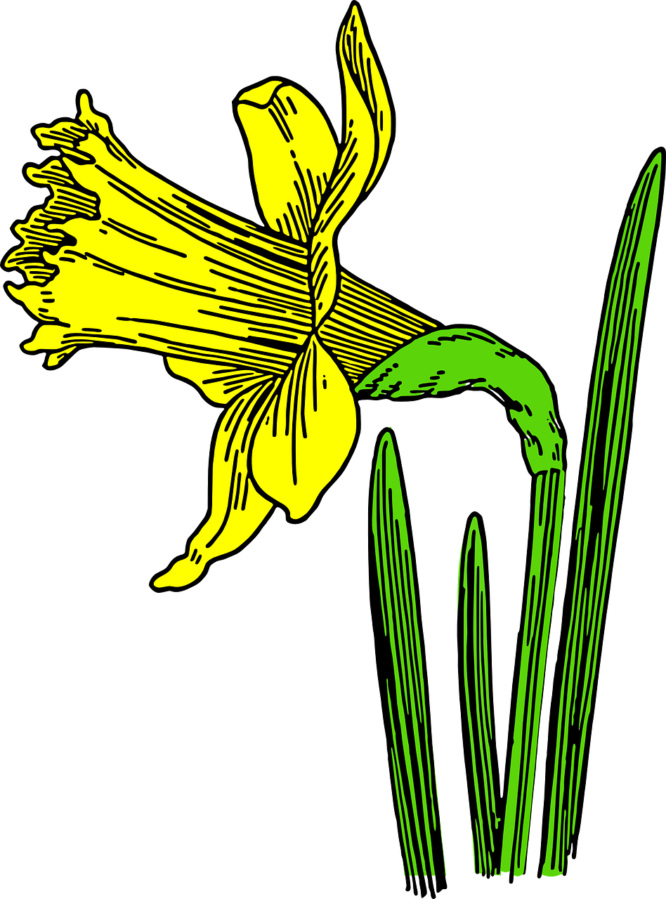 Gambar Yellow Daffodil PNG Terisolasi Gambar HD