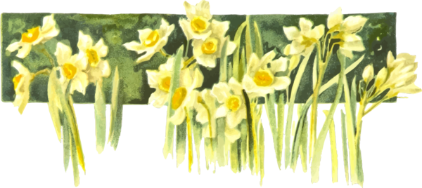 Желтый daffodil PNG изолированные фото