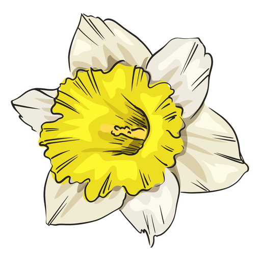 Narciso amarillo PNG aislado photos