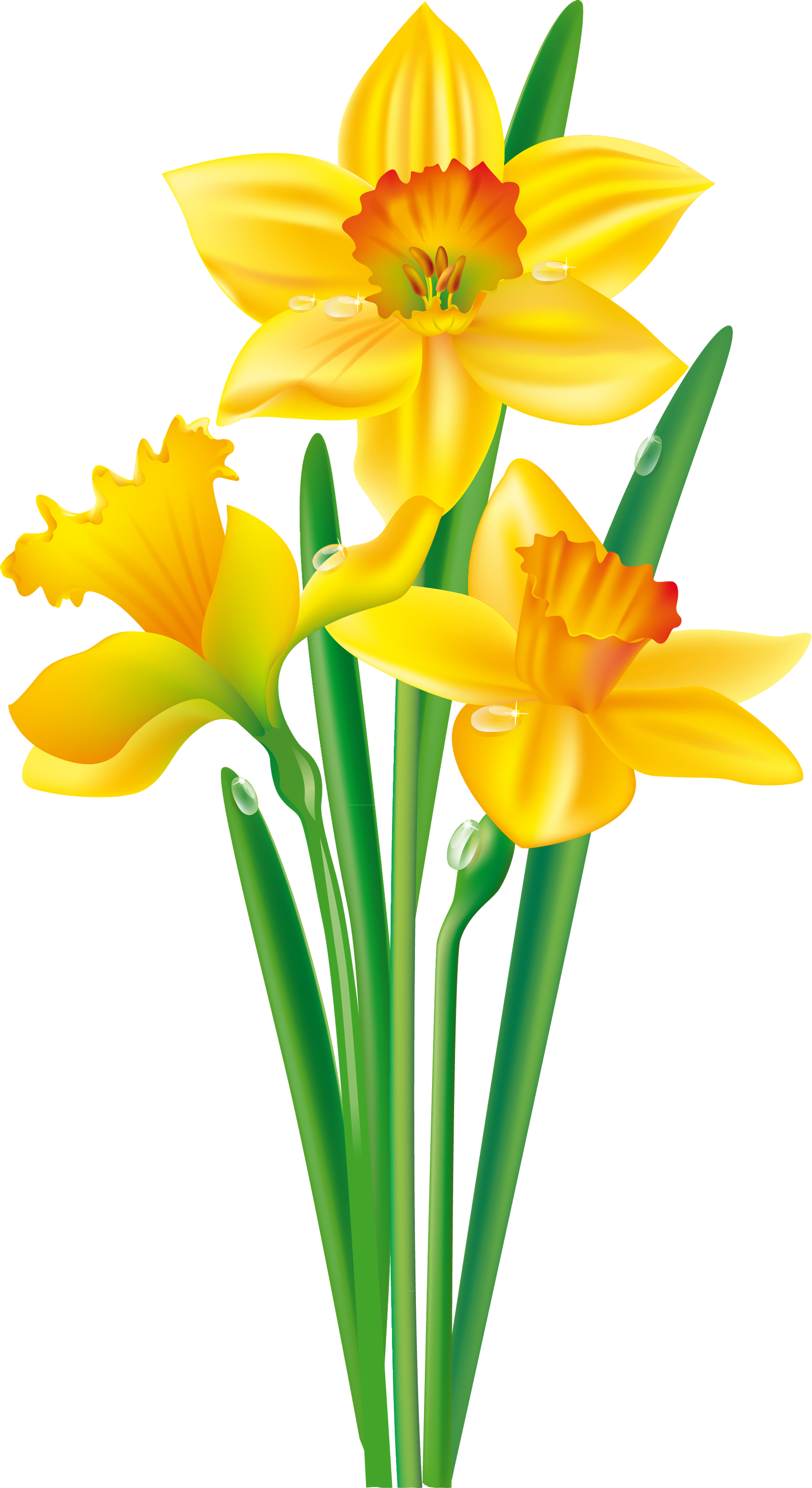 Yellow Narciso PNG Isolated Pic