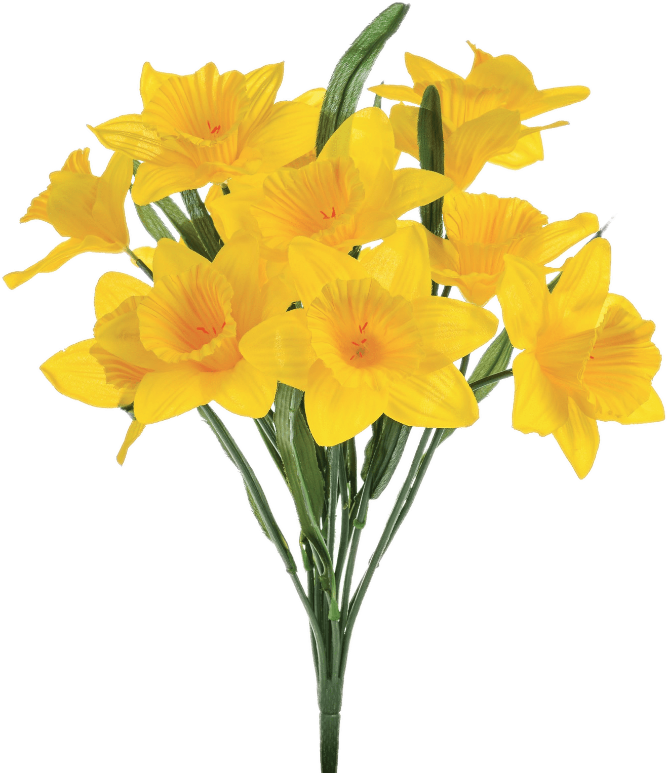 Yellow Narciso PNG Pic