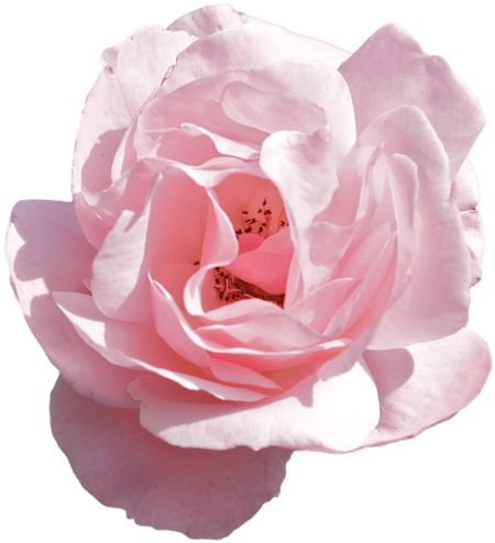 Aesthetic Theme Flower PNG Image