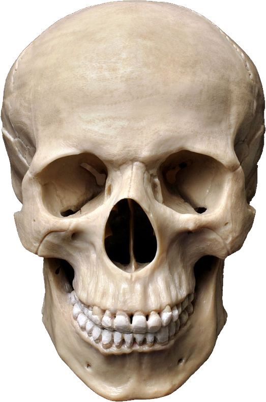Aesthetic Theme Skull PNG File