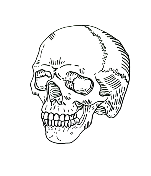 Aesthetic Theme Skull PNG Transparent