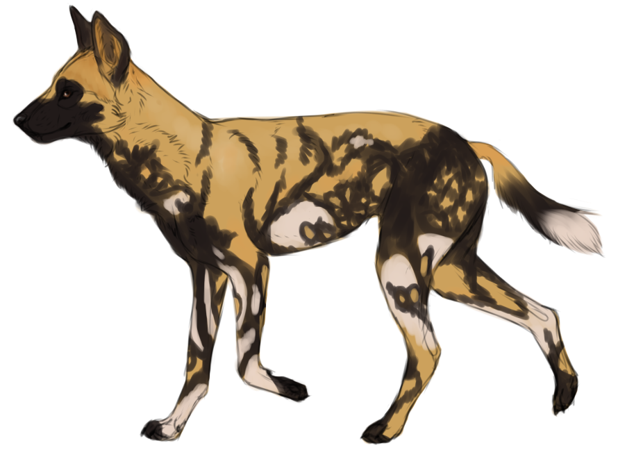 African Wild Dog PNG Clipart