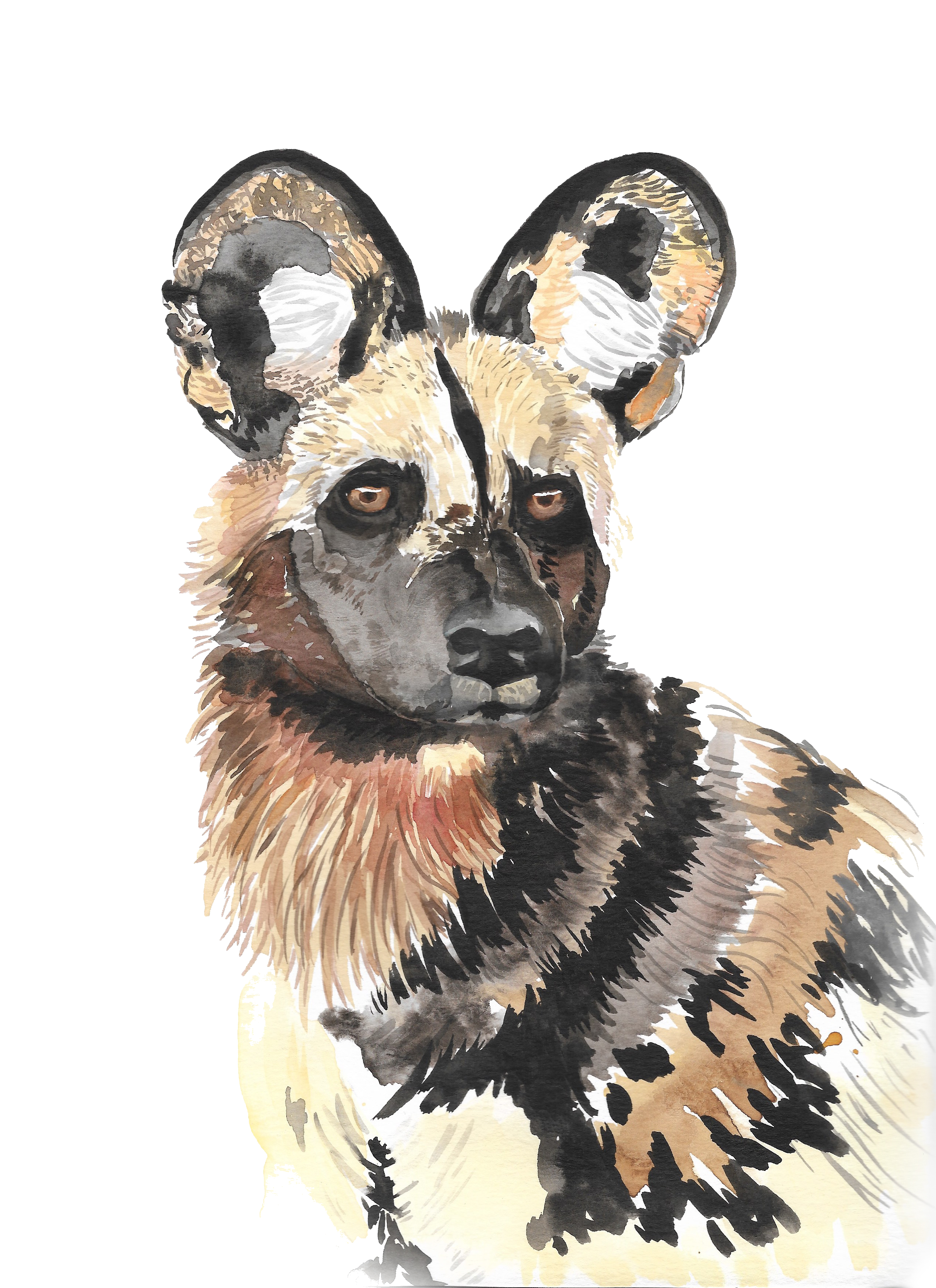 African Wild Dog PNG HD Isolated