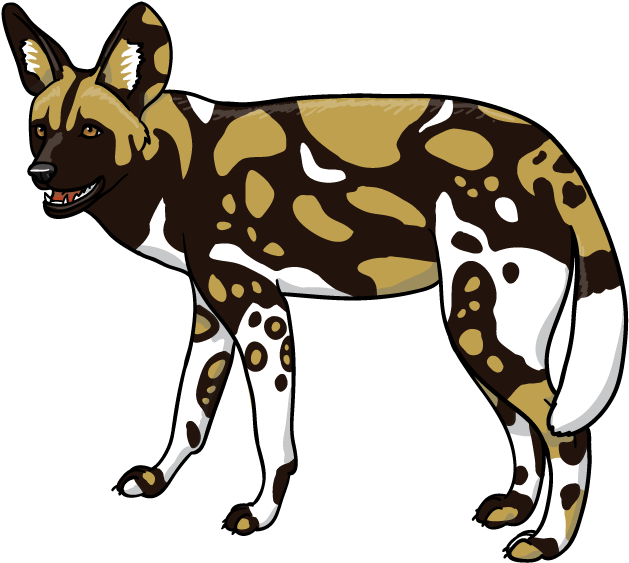 African Wild Dog PNG Isolated File