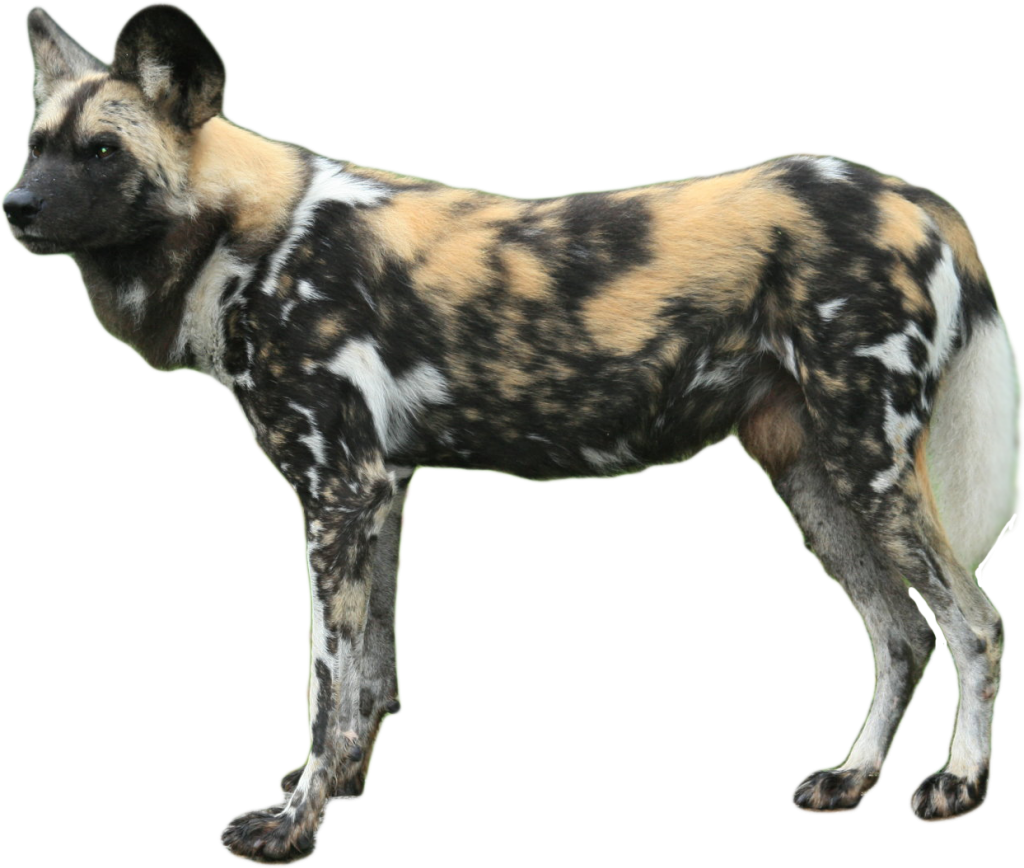 African Wild Dog PNG Isolated Pic
