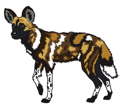 African Wild Dog PNG Photo