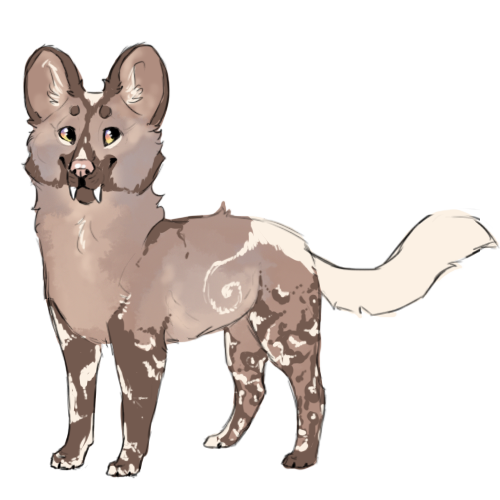 African Wild Dog PNG Pic
