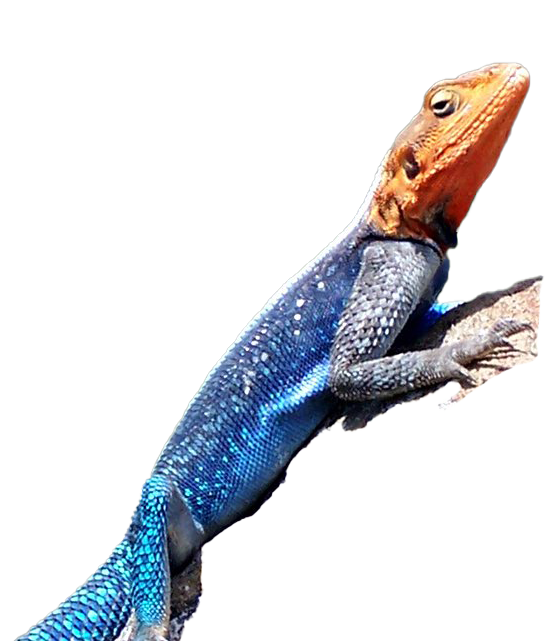 Agamas PNG Image