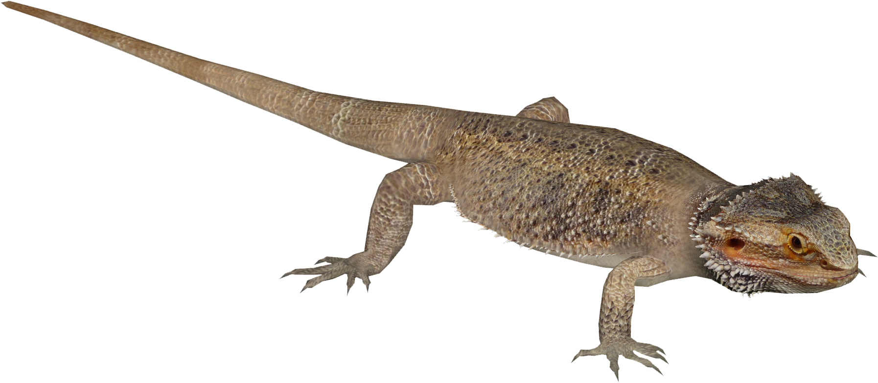 Agamas PNG