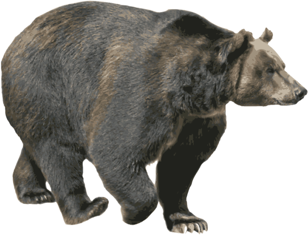 American Black Bear PNG HD Isolated