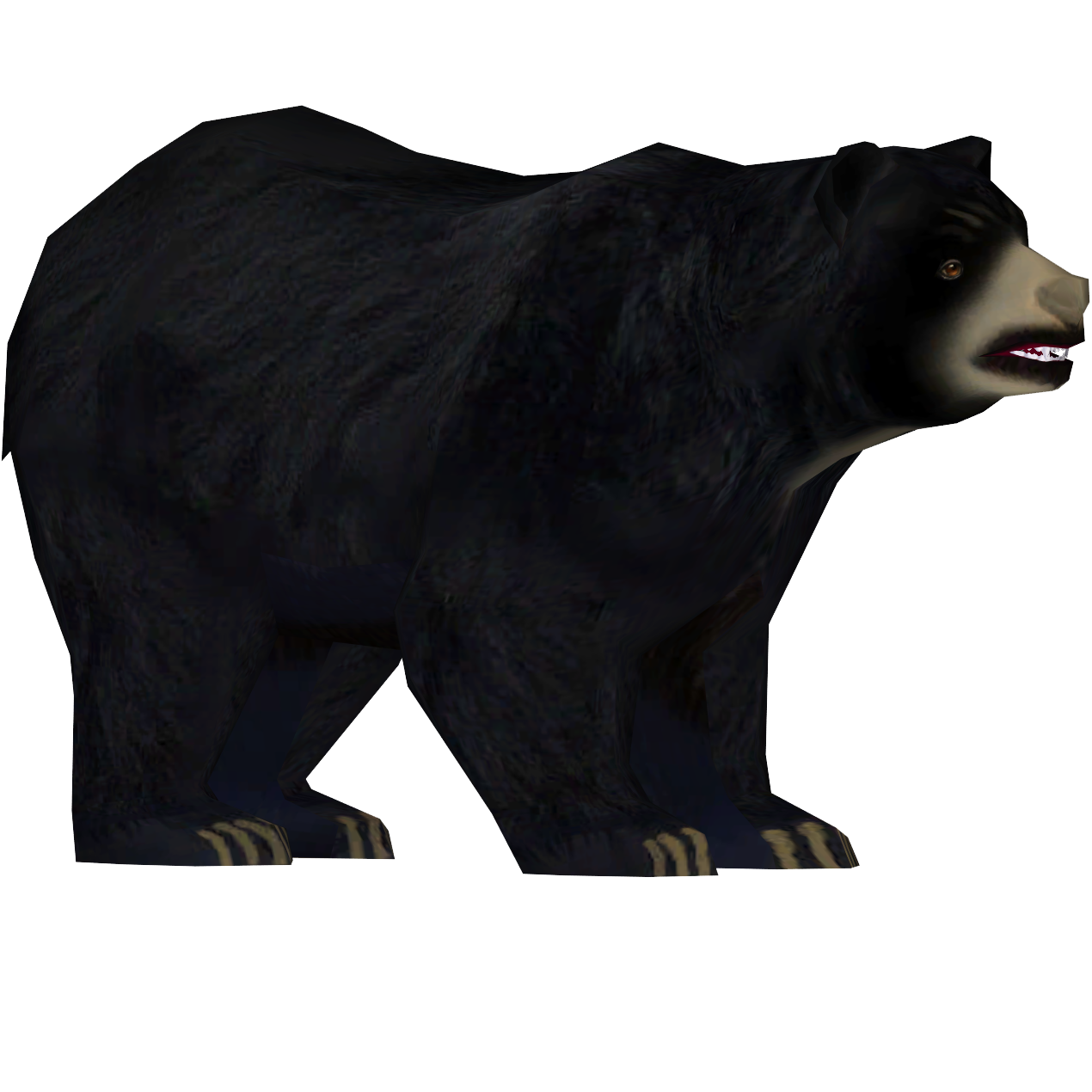 American Black Bear PNG Picture