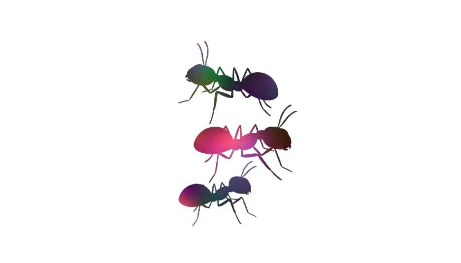 Ants PNG Background Isolated Image