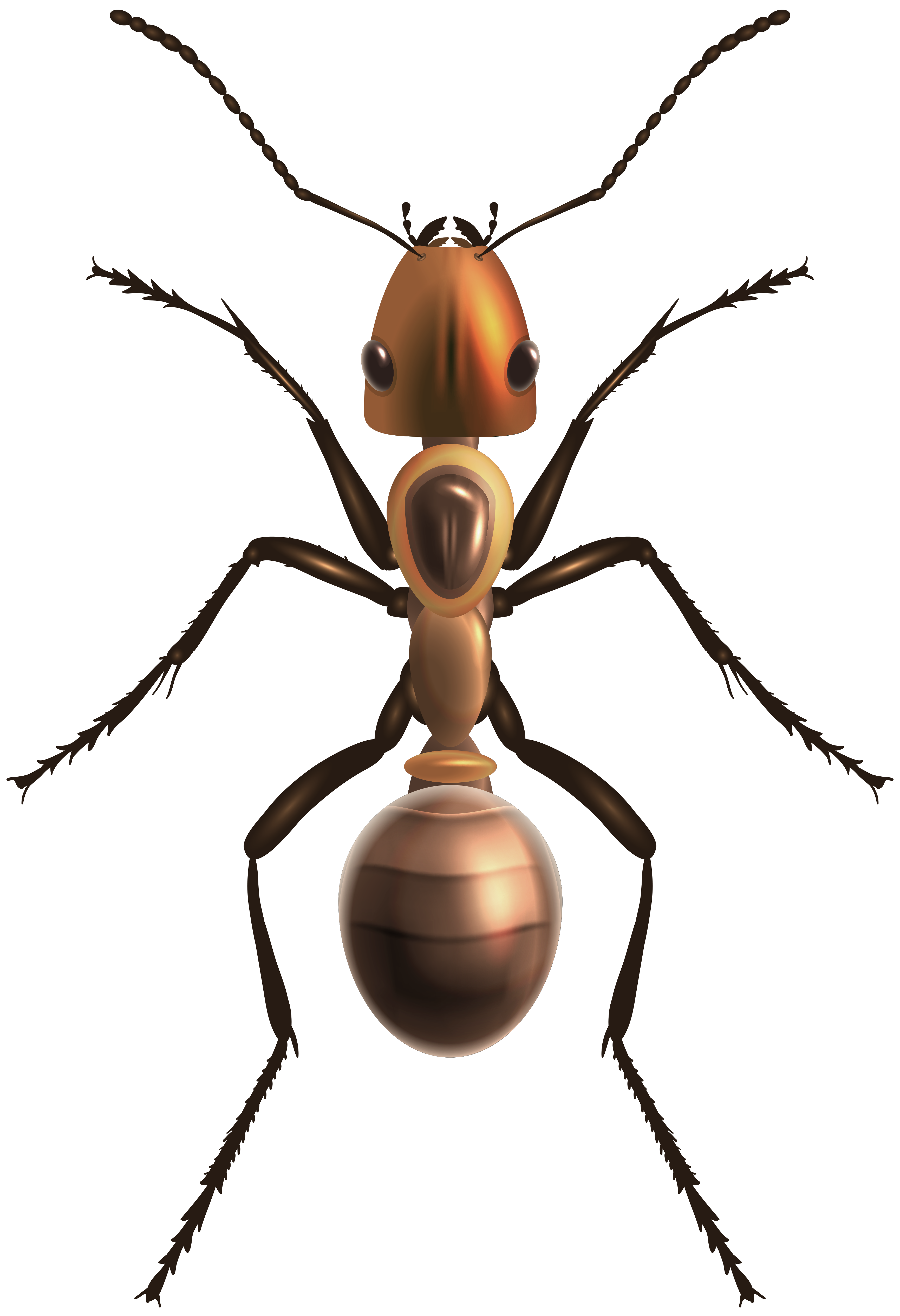 Ants PNG Clipart