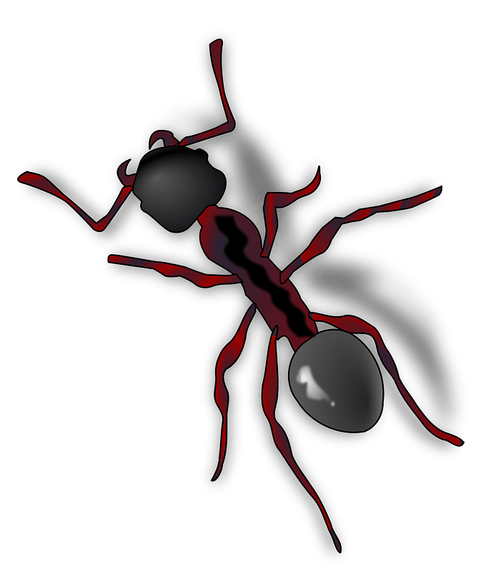 Ants PNG HD Isolated