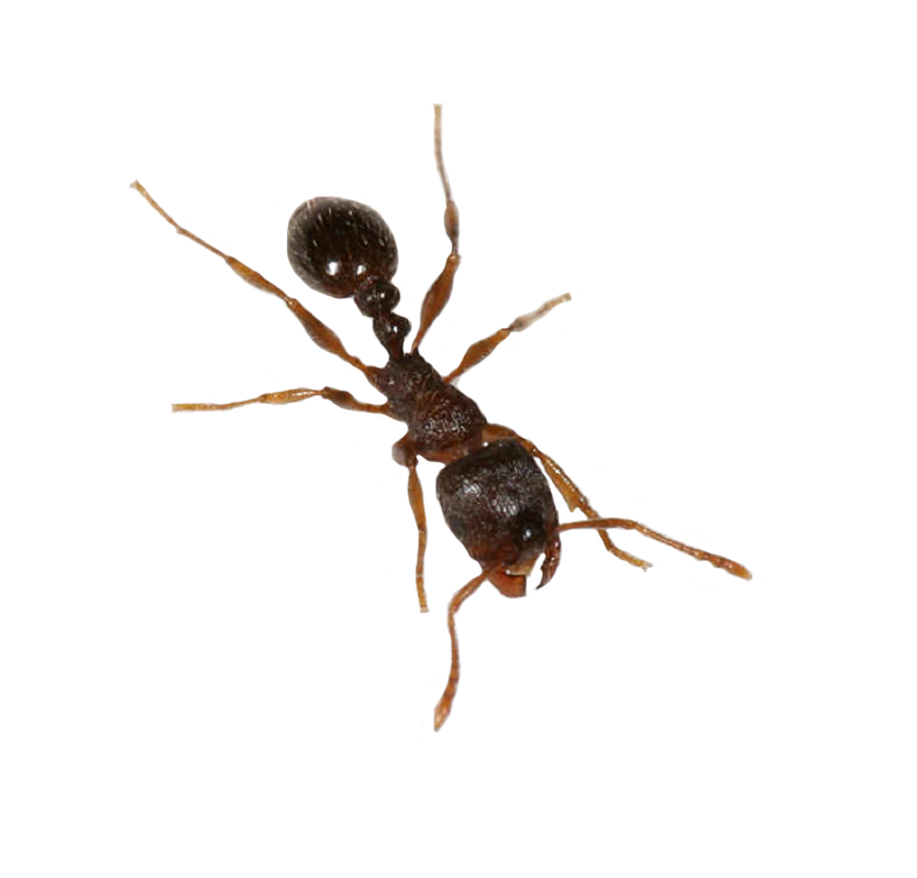 Ants PNG HD