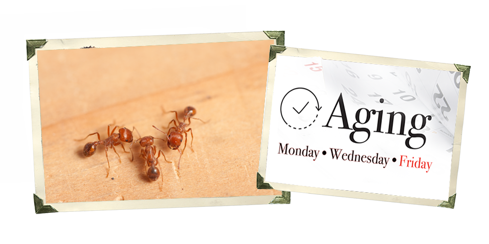 Ants PNG Isolated Photos
