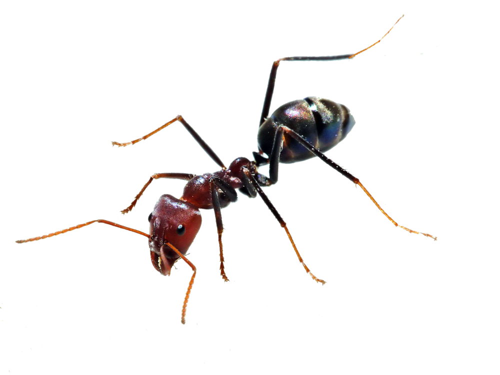 Ants PNG Photos
