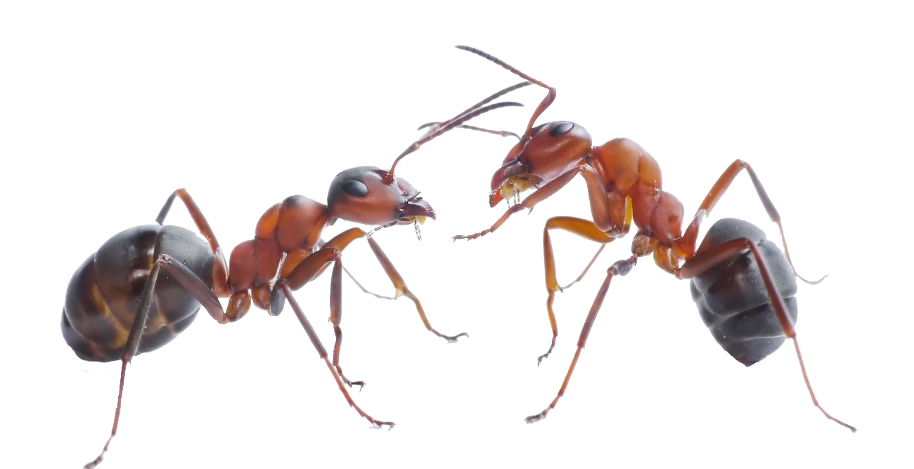Ants PNG Picture