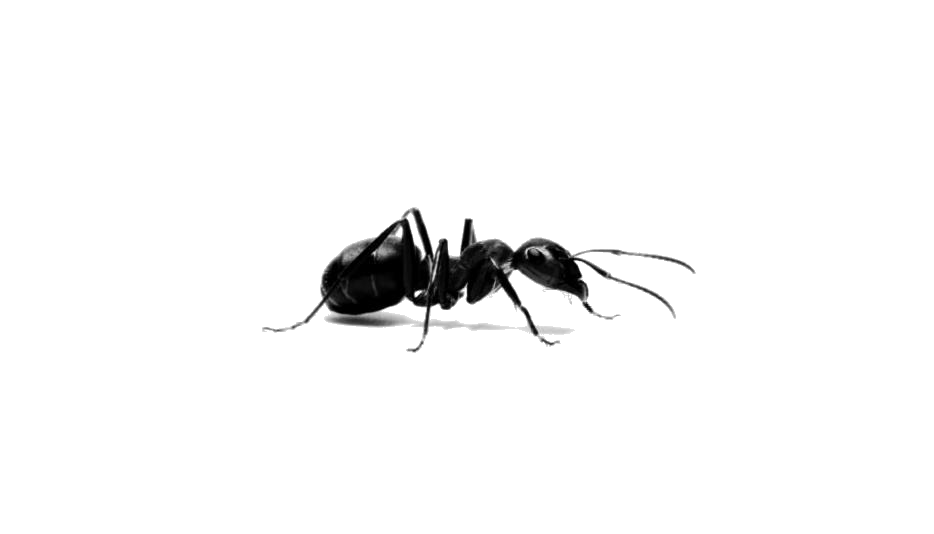 Ants PNG Transparent HD Photo