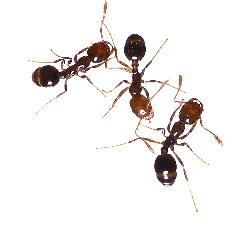 Ants PNG Transparent Picture