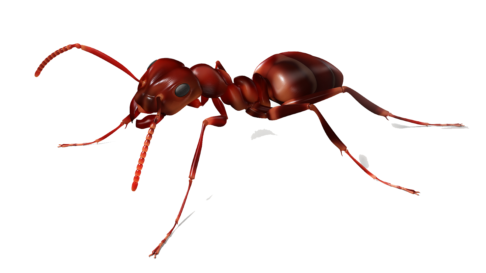 Ants Transparent Images PNG