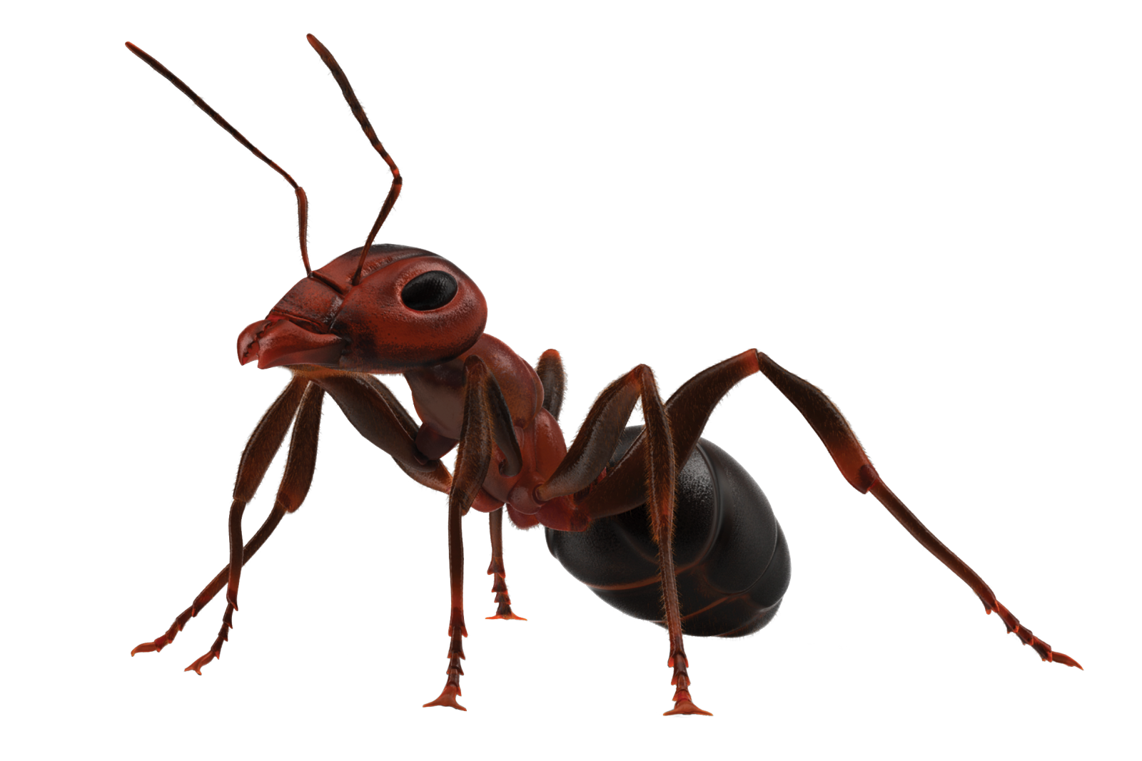 Ants Transparent PNG