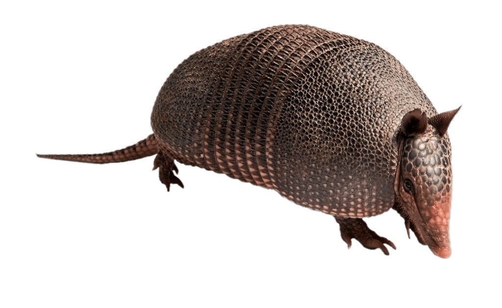 Armadillo PNG Isolated Image