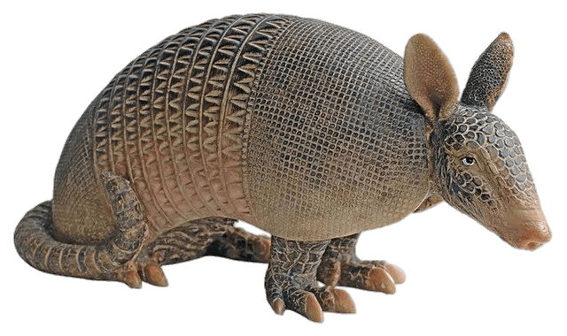 Armadillo PNG Isolated Photo