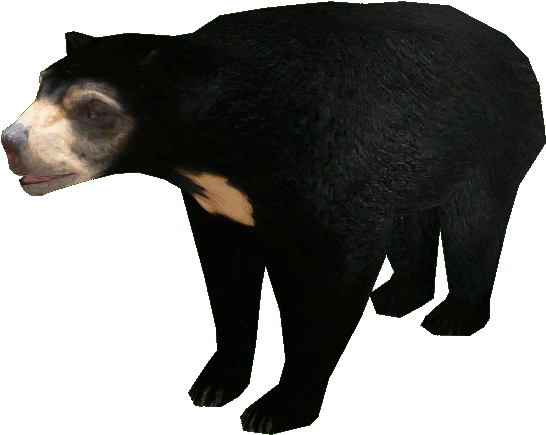 Asian Black Bear PNG Clipart