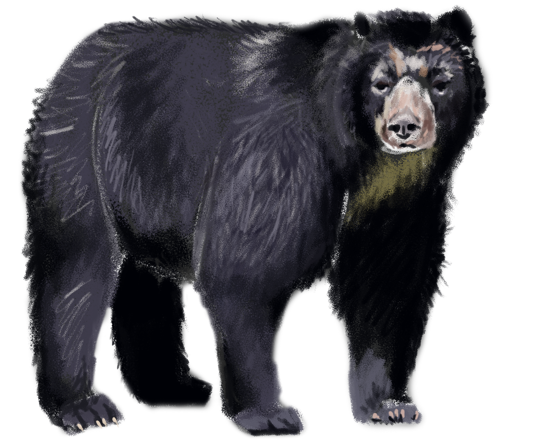 Asian Black Bear PNG File