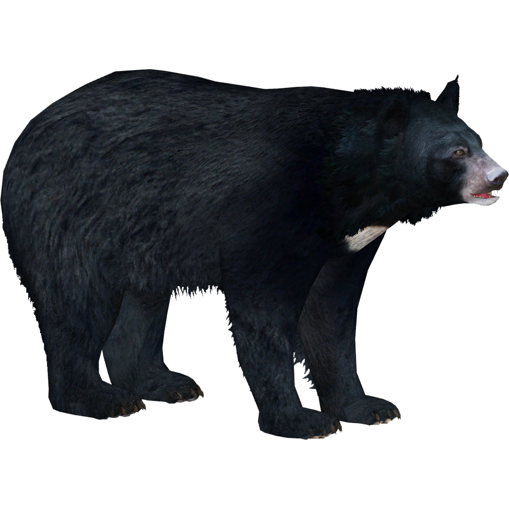 Asian Black Bear PNG Isolated HD