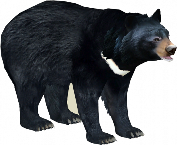 Asian Black Bear PNG Pic