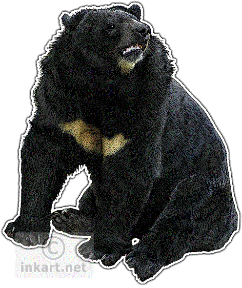 Asian Black Bear PNG Picture