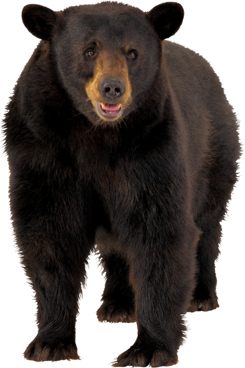 Asian Black Bear PNG Transparent