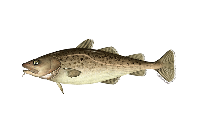 Atlantic Cod PNG Image
