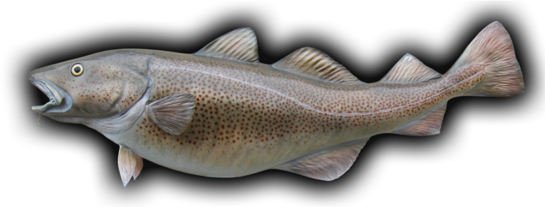 Atlantic Cod PNG Isolated File