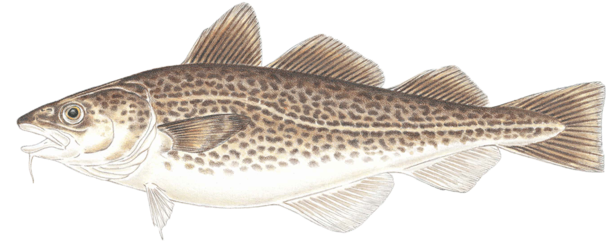 Atlantic Cod Transparent PNG