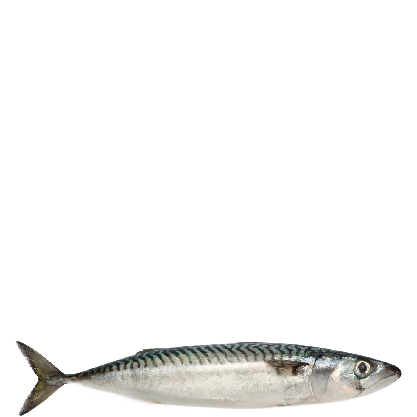 Atlantic Mackerel Download PNG Image